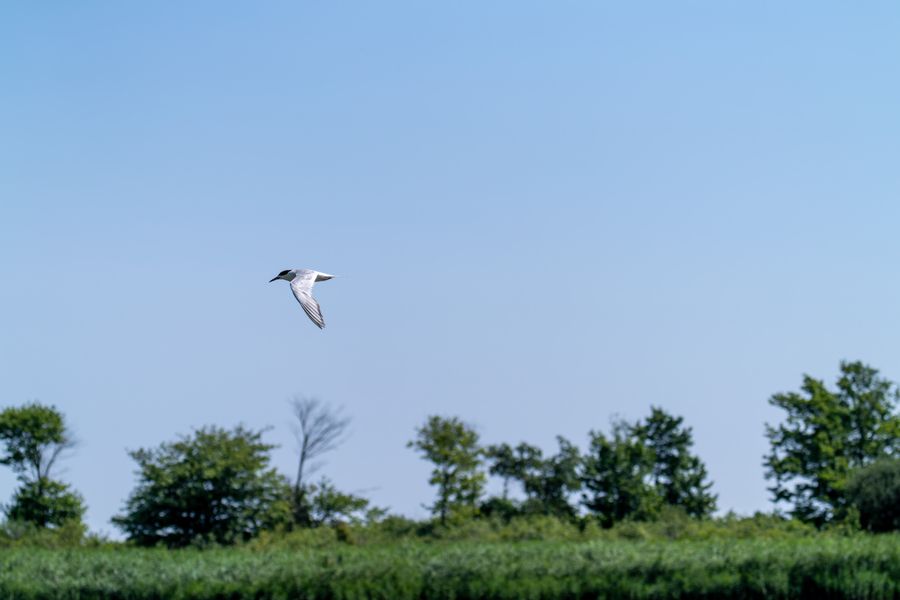 Common Tern