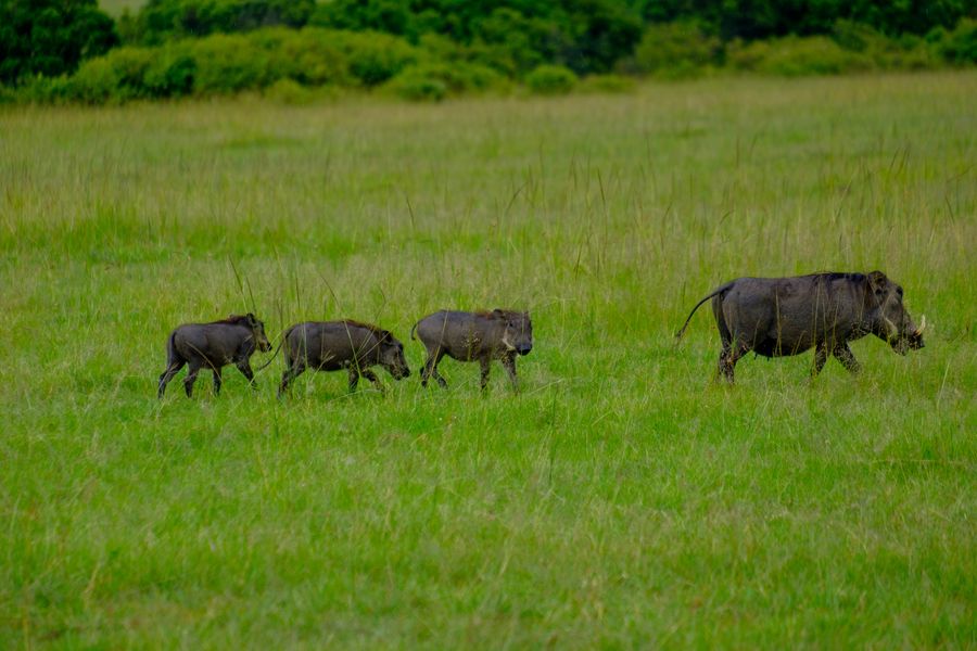 Common Warthog