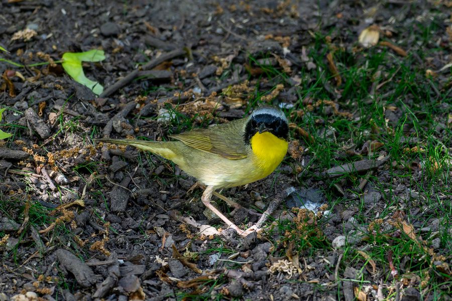 Common Yellowthroat, male