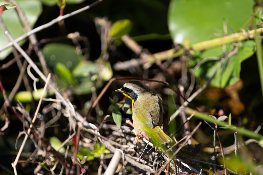 Common Yellowthroat