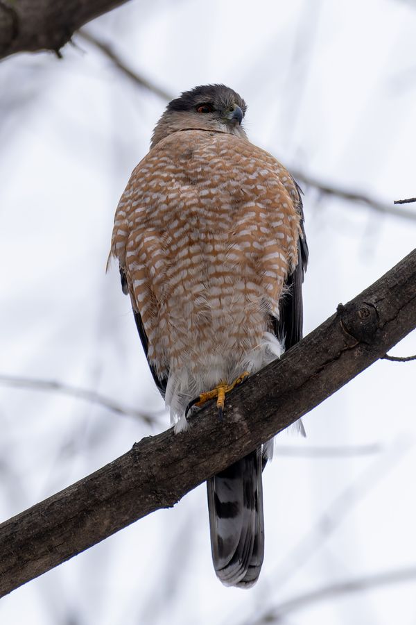 Cooper's Hawk, looking back