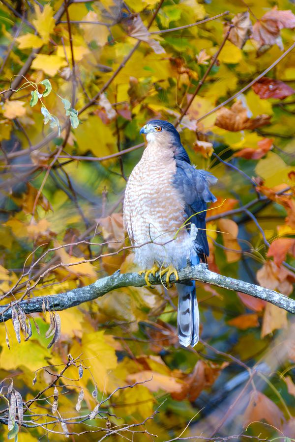 Cooper's Hawk