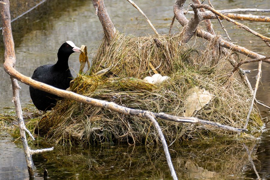Coot on the nest