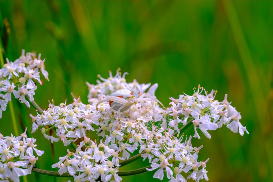Crab spider, on cow parsley