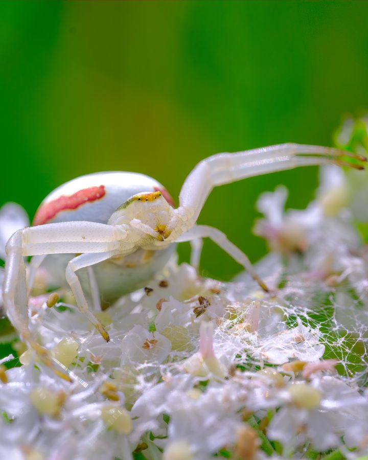 Crab spider