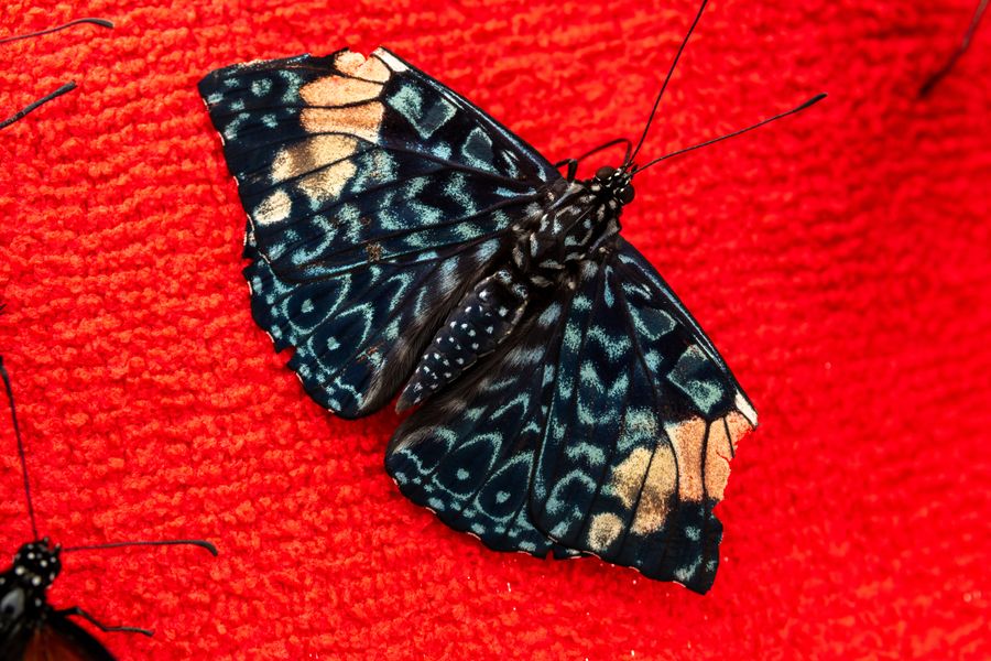 Cracker butterfly