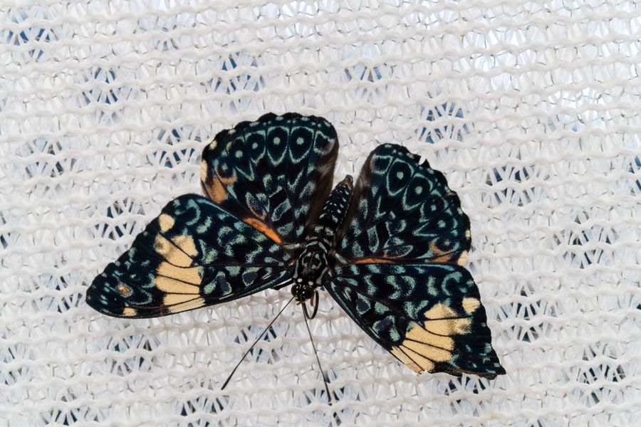 Cracker butterfly, wings spread