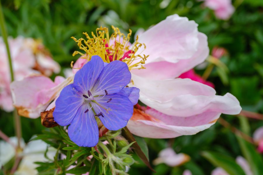 Cranesbill and rose