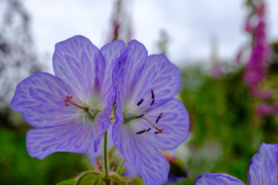 Cranesbill