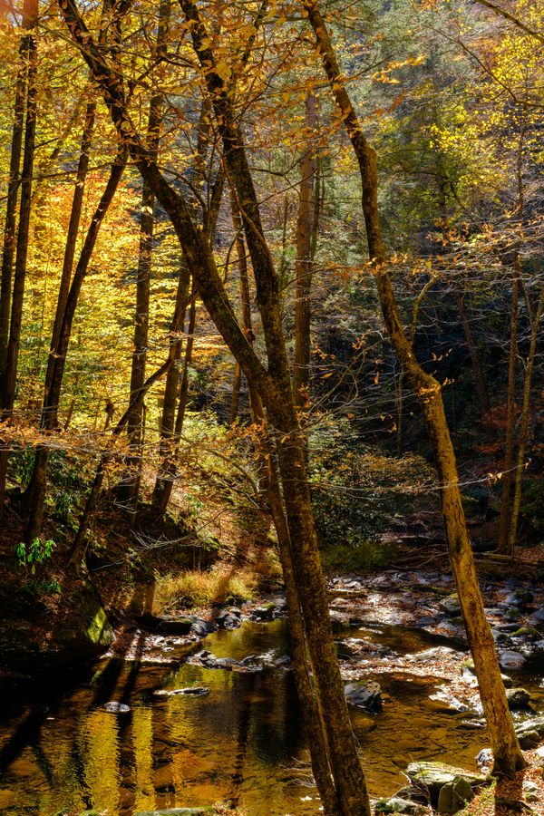 Creek in the gorge, in autumn light