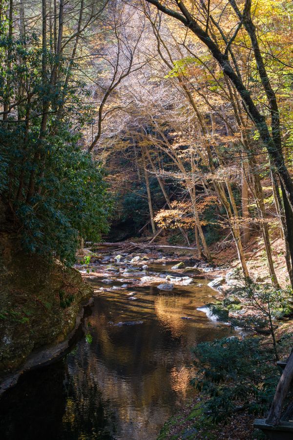 Creek in the gorge