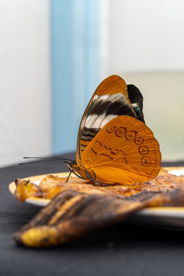Cruiser butterfly