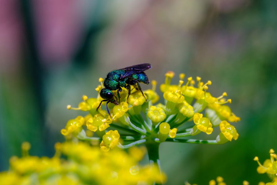Cuckoo wasp