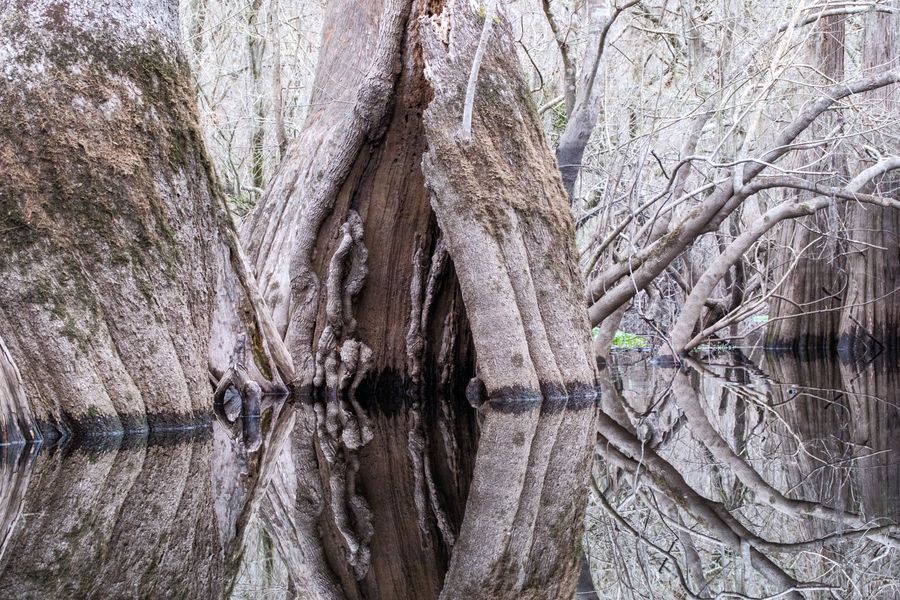 Cypress knees, close up