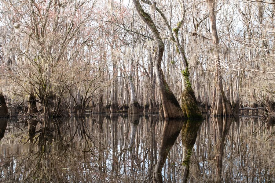 Cypress reflections, Ebenezer Creek