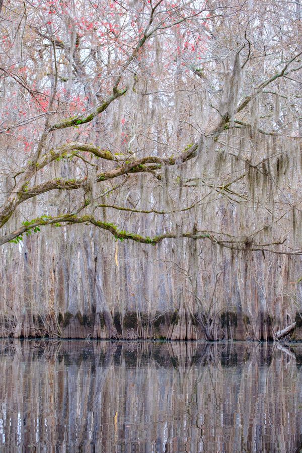 Cypress swamp