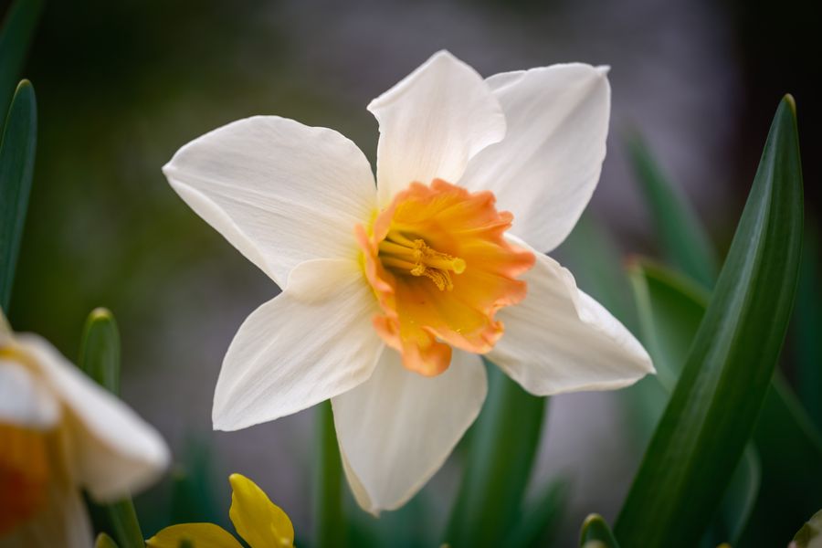 Daffodil