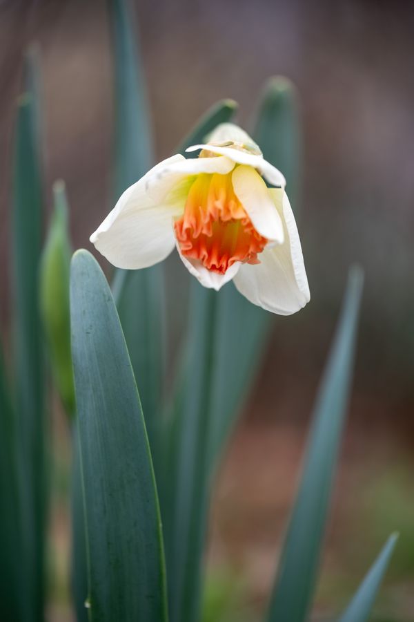 Daffodil, coral-edged cup