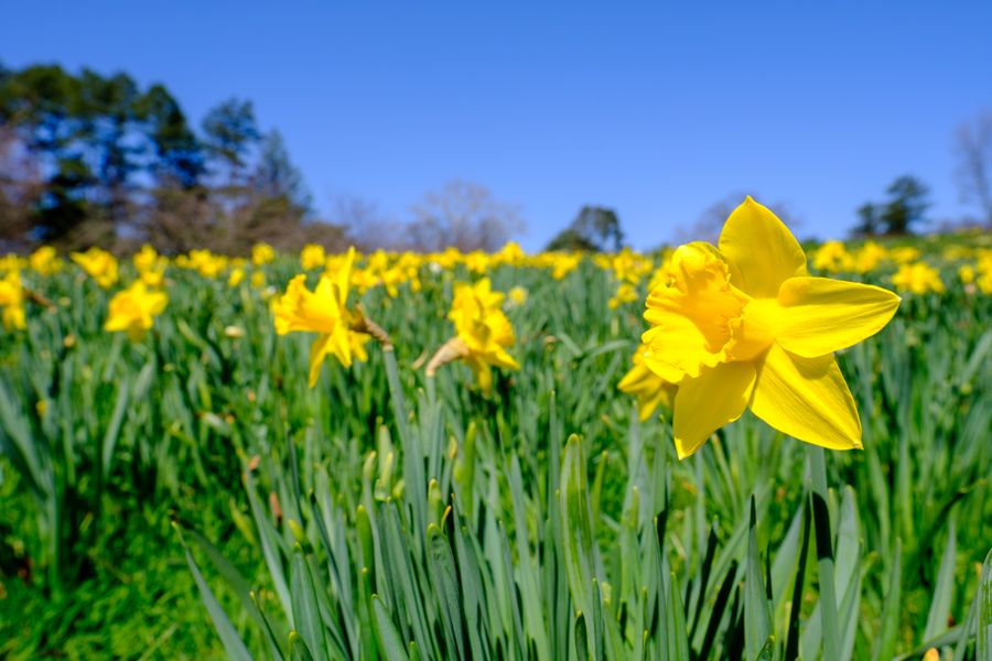 Daffodil Hill