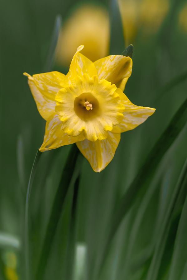 Daffodil, streaked