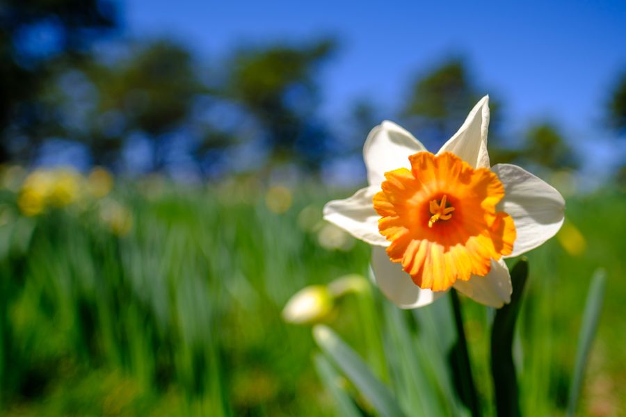 Daffodil