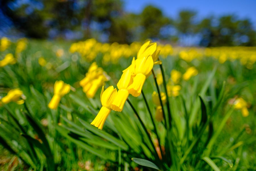 Daffodils, backlit