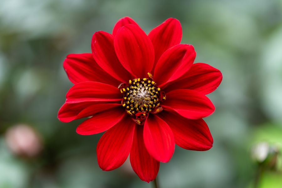 Dahlia