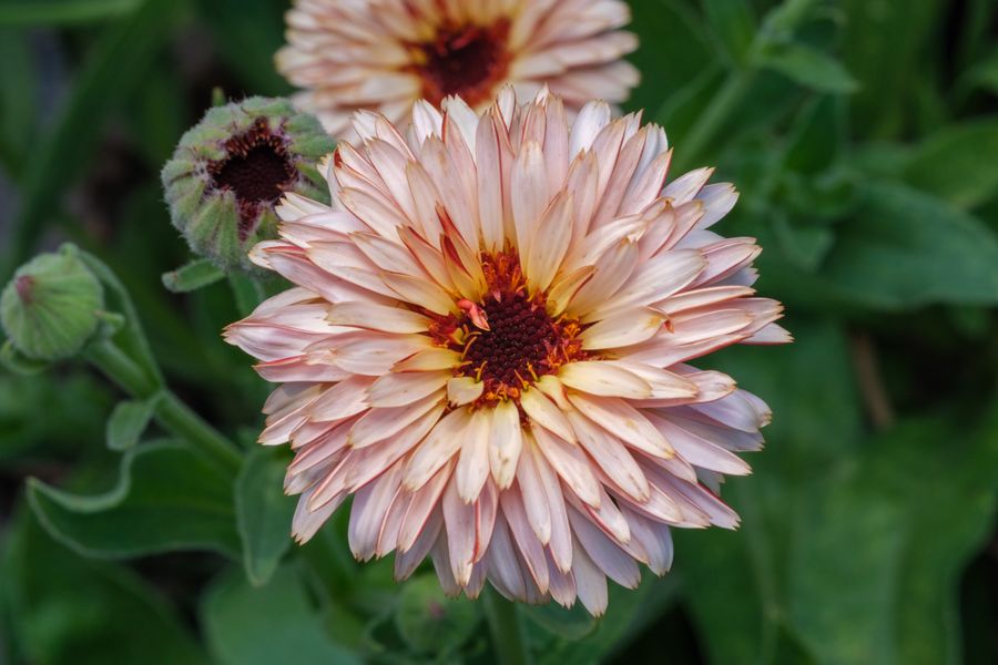Dahlia, palest pink