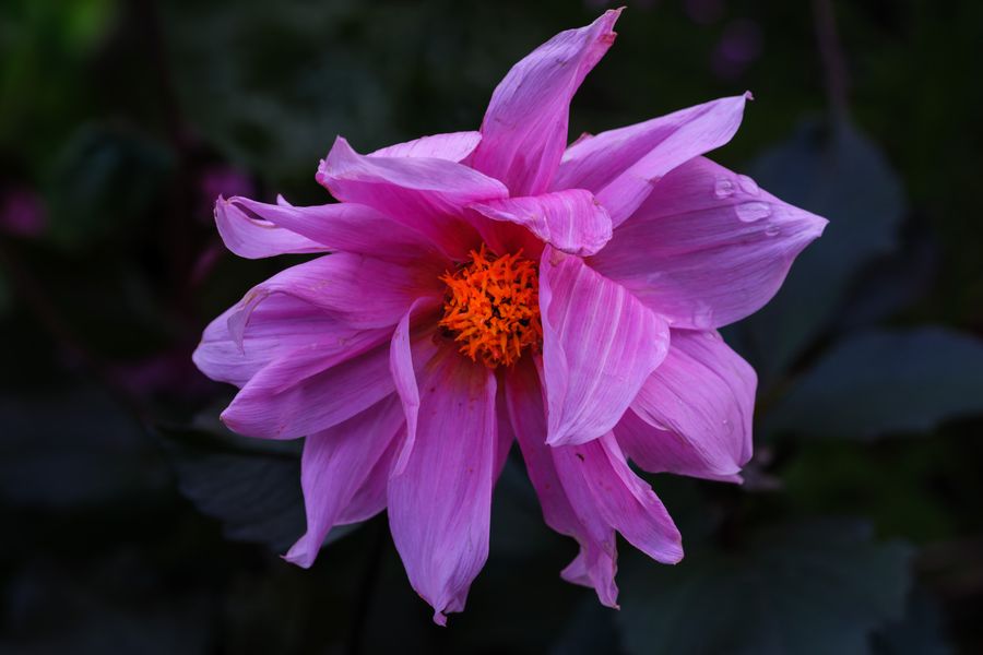 Dahlia, quilled