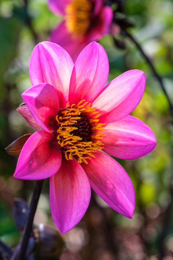 Dahlia