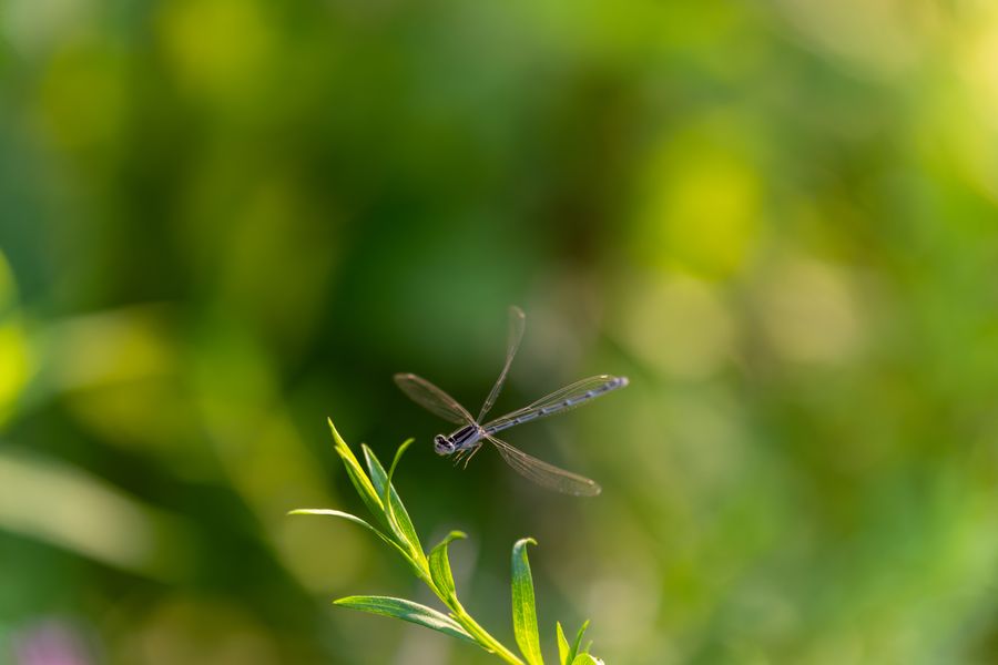 Damselfly in flight