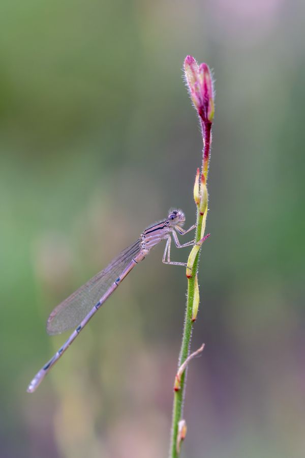 Damselfly on a flower bud