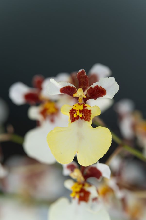 Dancing lady orchid