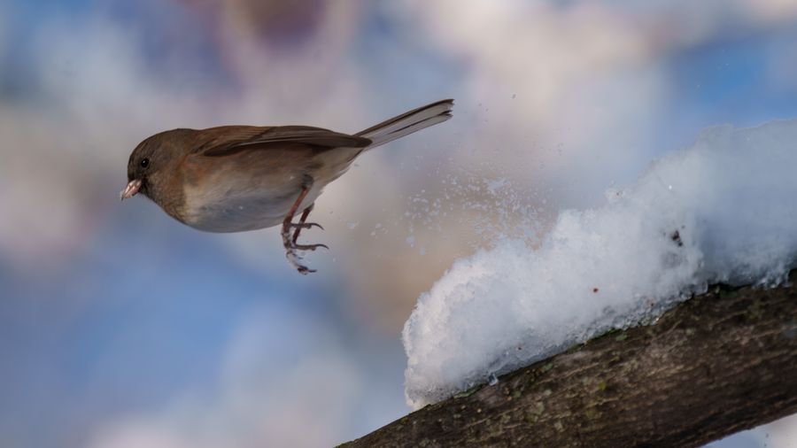 Dark-eyed Junco, launching