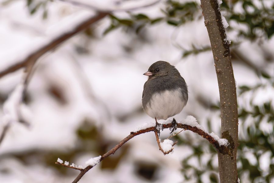 Dark-eyed Junco