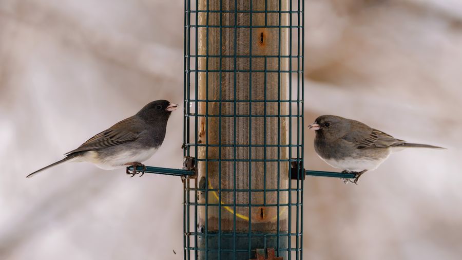 Dark-eyed Juncos at a feeder