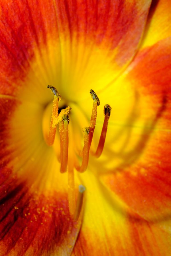 Daylily, from within