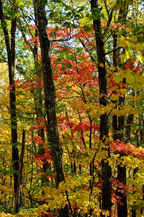 Deep in the color