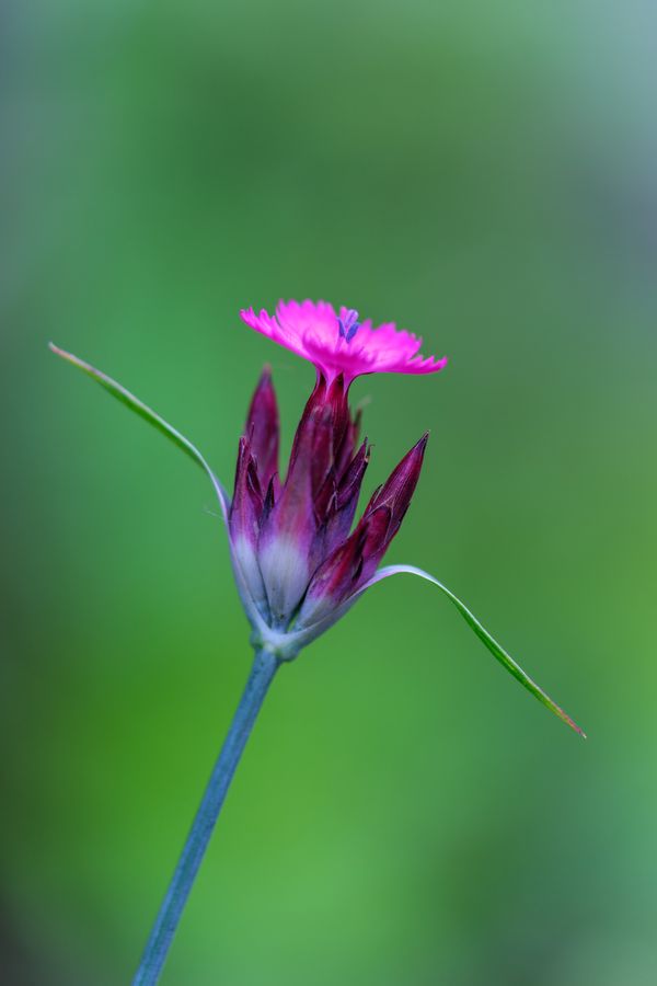 Dianthus