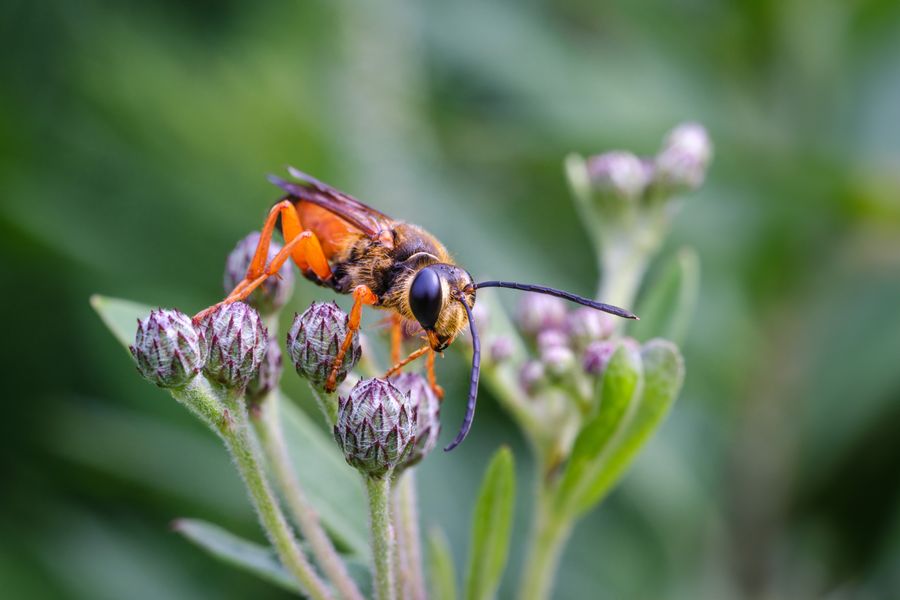 Digger wasp on ironweed