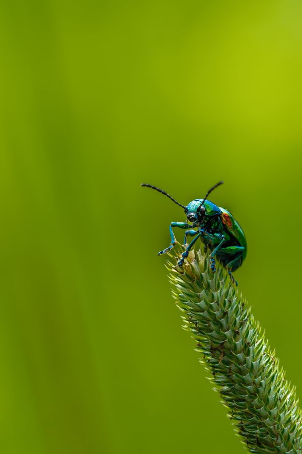 Dogbane Leaf Beetle