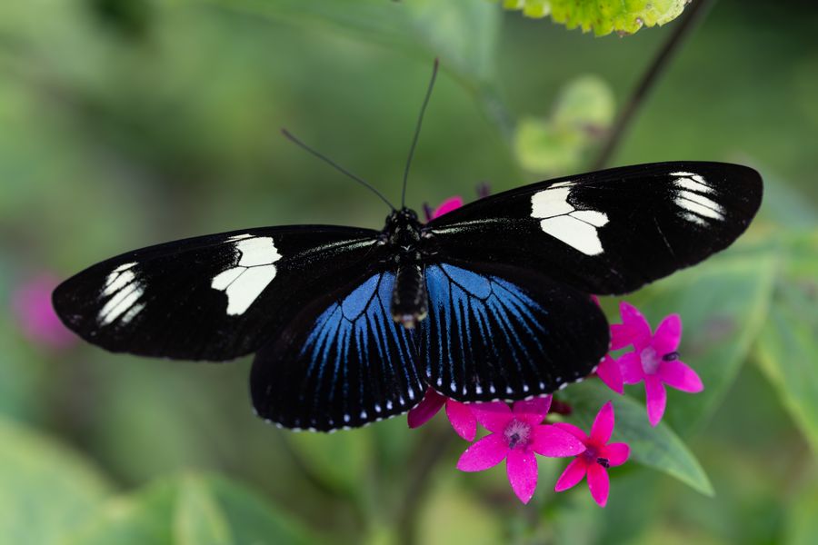 Doris Longwing, blue form