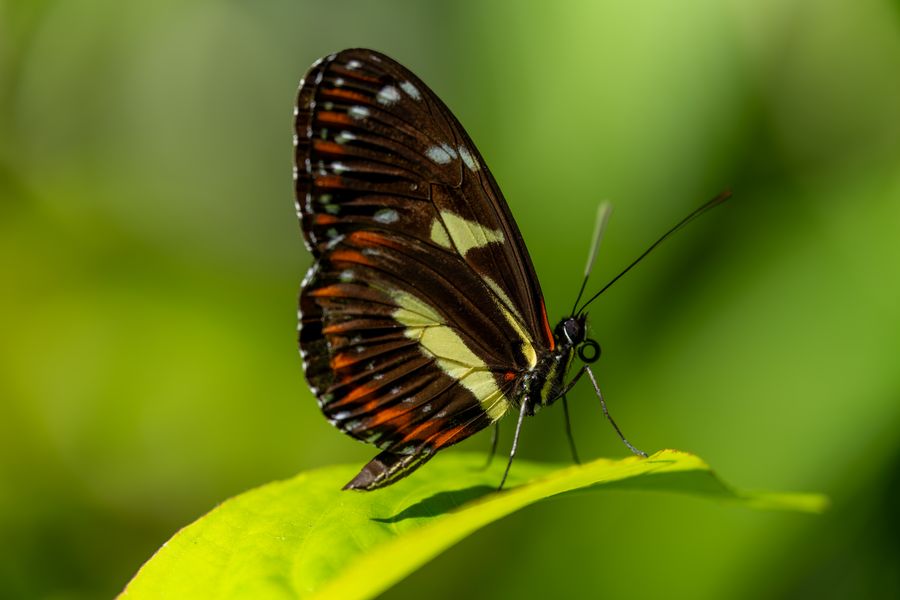 Doris Longwing, red form