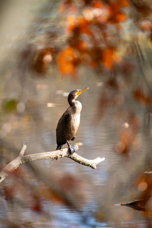 Double-crested Cormorant