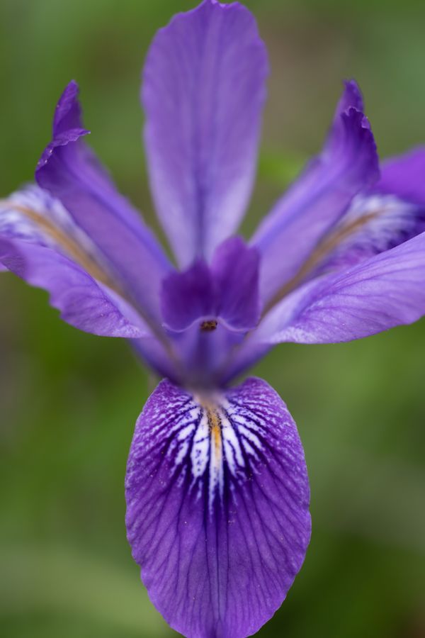 Douglas Iris