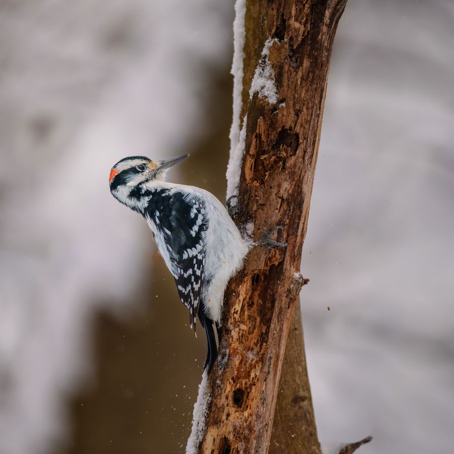 Downy Woodpecker
