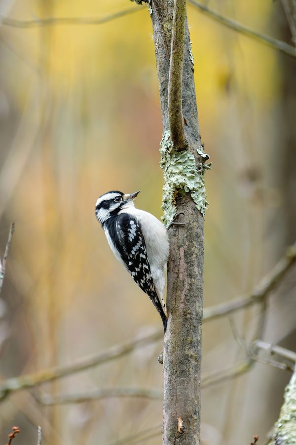 Downy Woodpecker, female