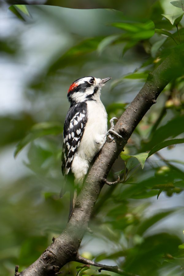 Downy Woodpecker