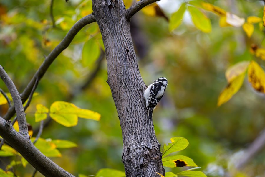 Downy Woodpecker, yellow leaves