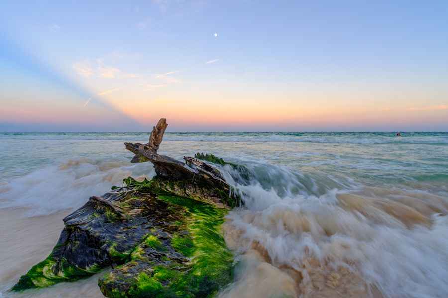 Driftwood in the surf